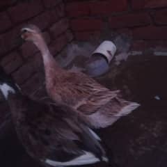 duck