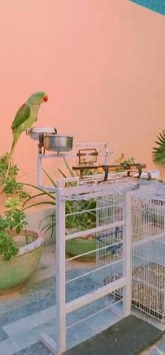 parrot sitting steel stand with feeding bowl