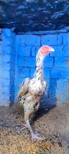 Chenna