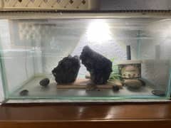 2 by 1 feet aquarium with pump