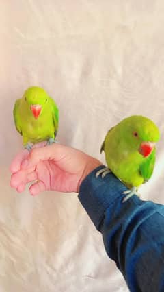 Talking parrots baby's