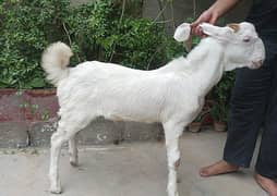 gulabi bakra male age 4.5 month