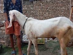 pure gulabi rajanpuri bakra breeder