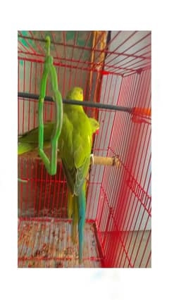 Parrots baby's