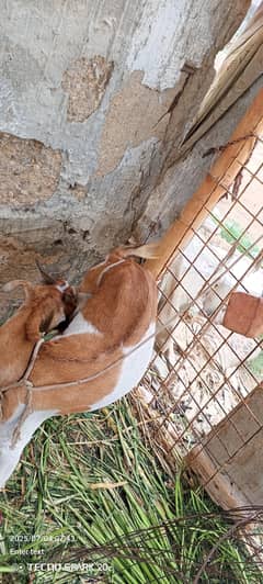 urgent sale bakri or ek bacha