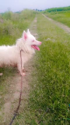o size Pinknose quilty Russian male for sale