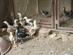 ASEEL Chicks