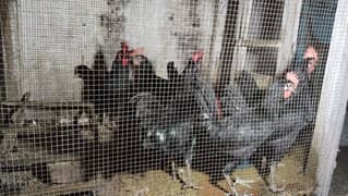 Australorp