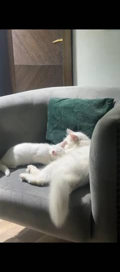 cat for sale
