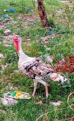 turkey birds