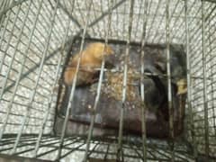 chicks