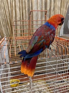 Electus Female