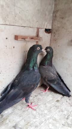 Royal taddy zakh taddy pair for sale