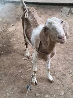 Bakri