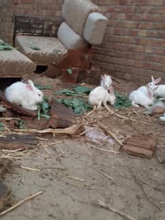angora male