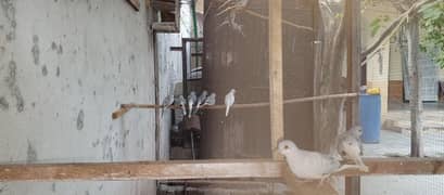 diamond dove