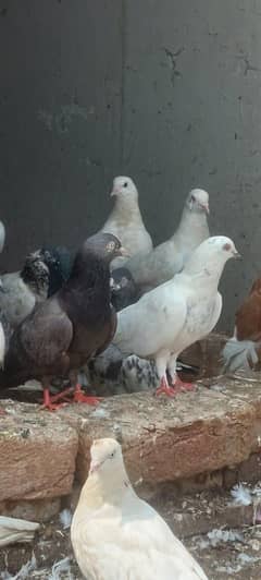 Pigeons for sale | Flying - Good Quality |