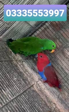 Eclectus