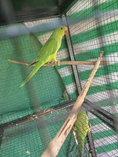 ringneck