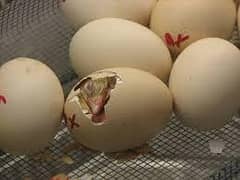 Fertile Eggs