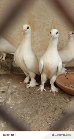 Full white sherazi pigeons