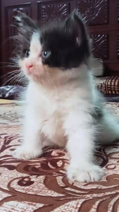 Persian