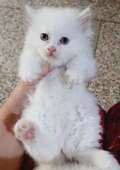 person cat for sale my WhatsApp number 03024805621