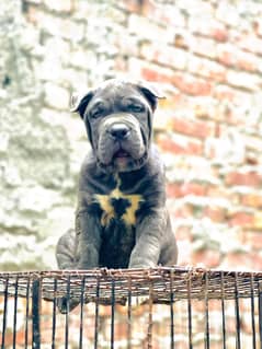 cane corso 03234696626
