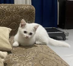 Persian