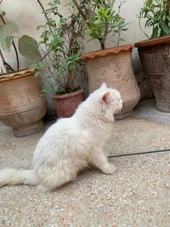 Persian cat female