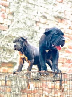 cane corso 03234696626