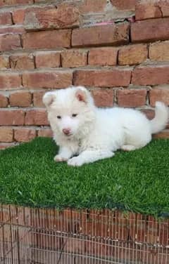 Russian puppy dog age 2 month  0326===7588===689 WhatsApp no