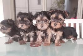 Yorkshire terrier puppies age 2 month and vaccinated 2 female 3 male