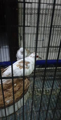 Red Pied Dove - 8 months