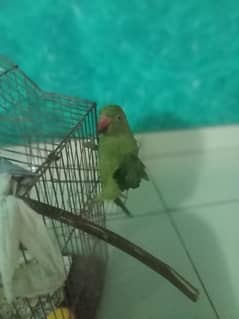 ring neck for hand tame