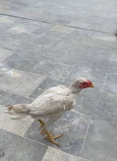 Heera