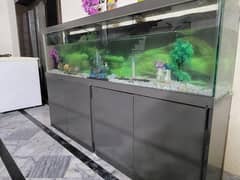 6 Ft Fish Aquarium setup