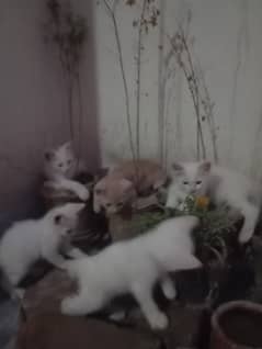 Double coated Persian kittens