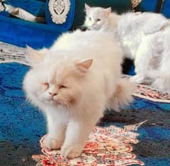 persian cat