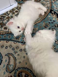 white Persian Kitten For Sale