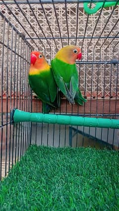 Love birds