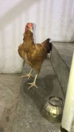 Pure burmi madi urgent sale