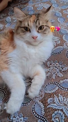 for