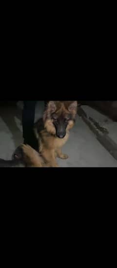 German