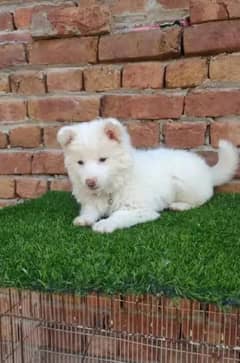 . Russian puppy dog age 2 month 0326===7588===689 WhatsApp no