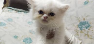 baby cat