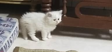 Persian kitten
