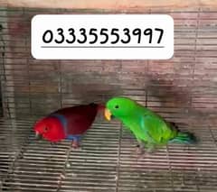 Eclectus