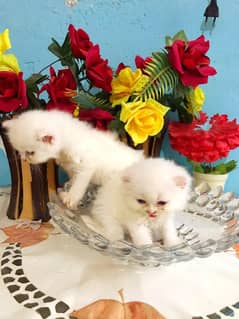 Hello my persian cat babys so cute and playfull 03239854645