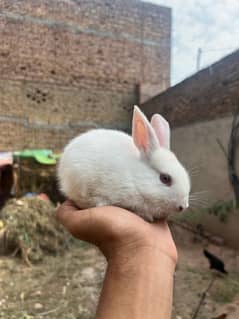 RABBITS FOR SALE